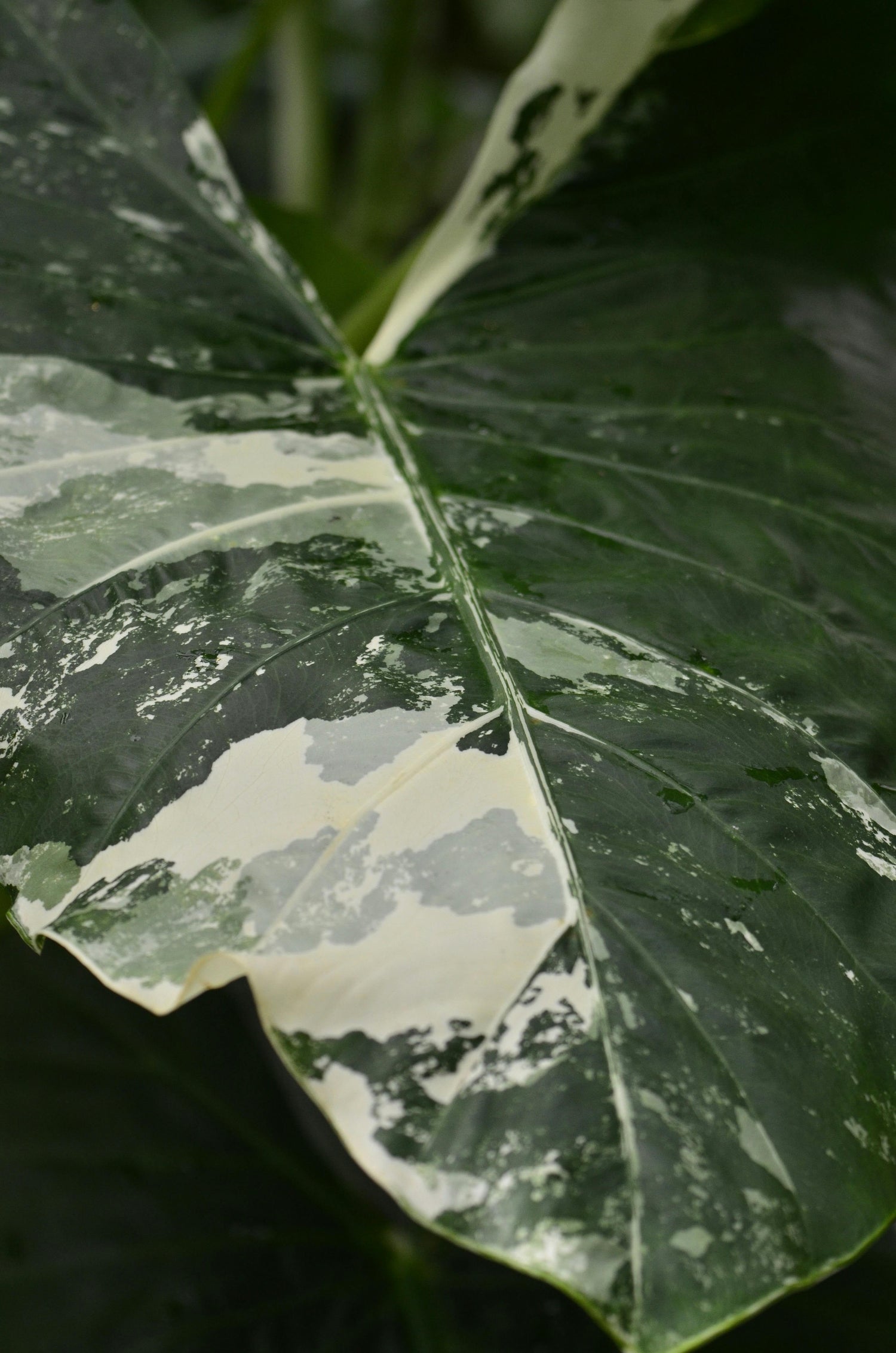 Alocasia