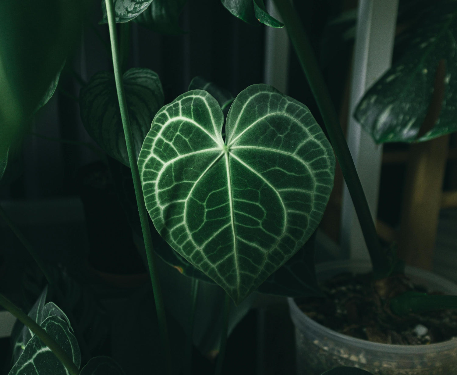 Anthuriums