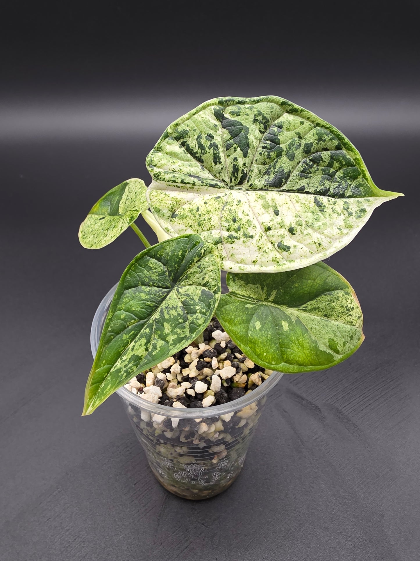 Alocasia Baginda Dragon Scale Mint Variegated