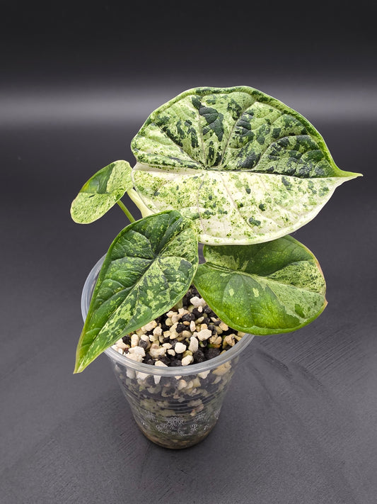 Alocasia Baginda Dragon Scale Mint Variegated