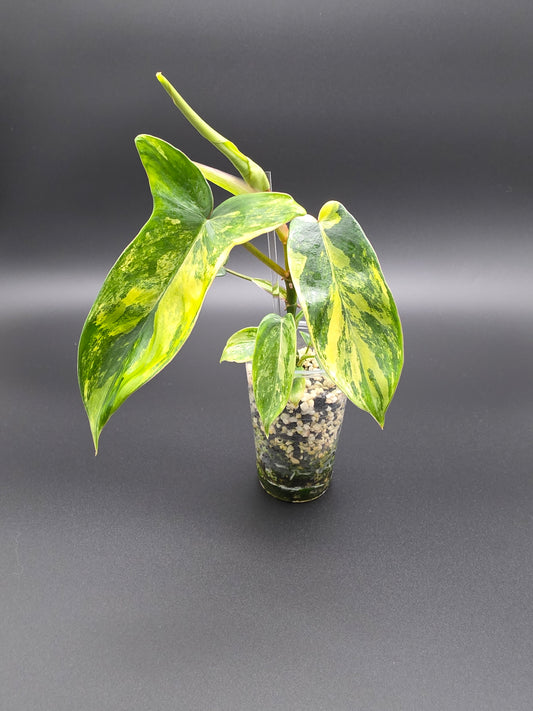 Philodendron ‘Florida Beauty’ – Variegated