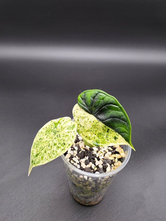 Alocasia Baginda Dragon Scale Mint Variegated
