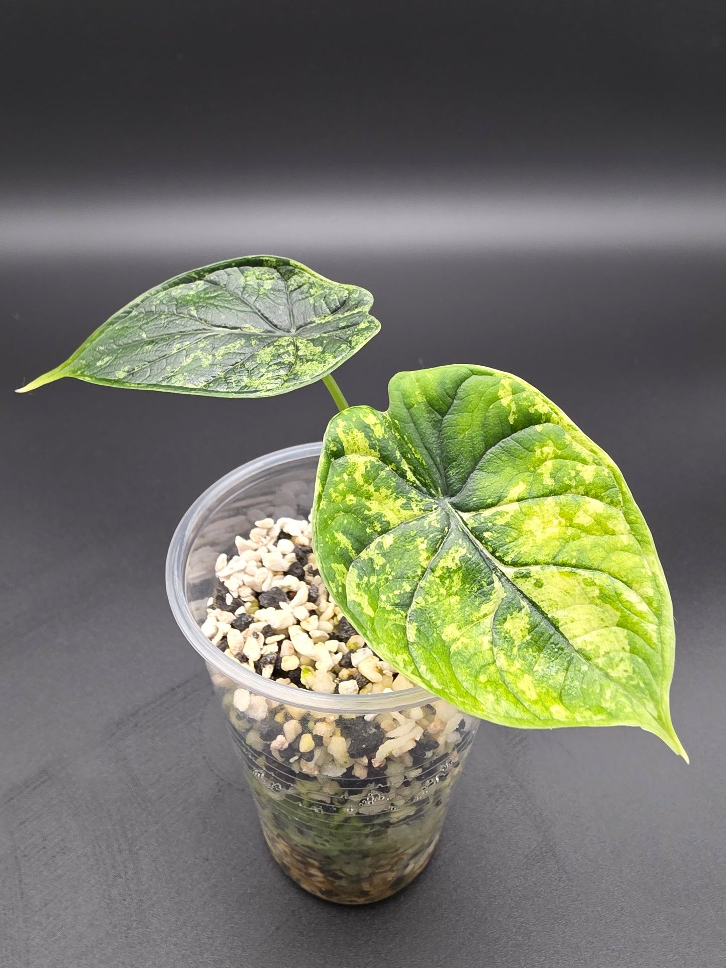 Alocasia Baginda Dragon Scale Mint Variegated