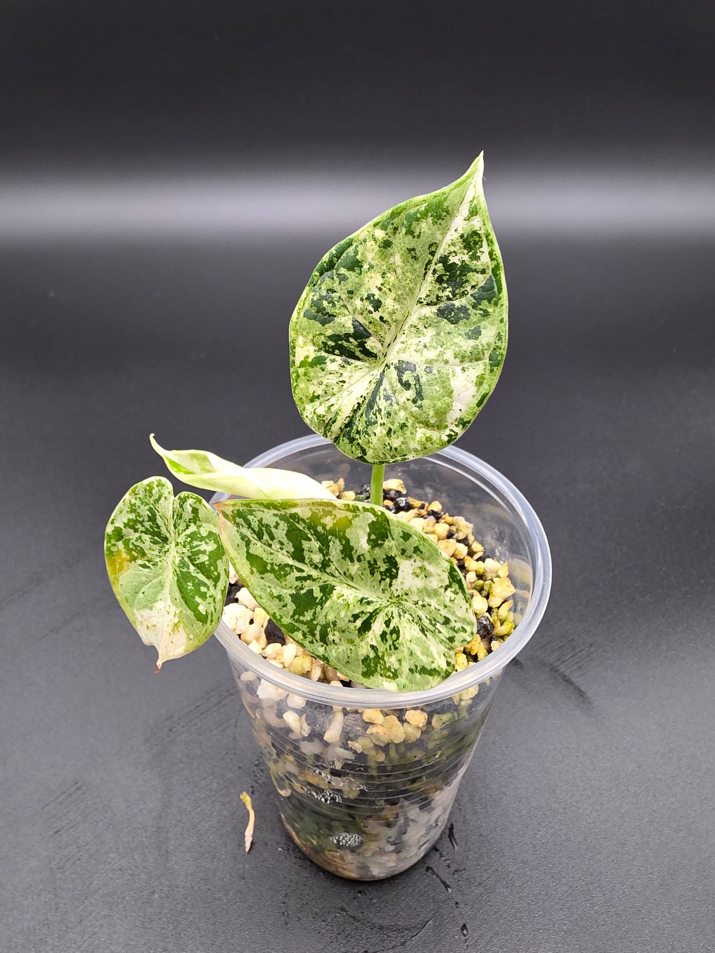 Alocasia Baginda Dragon Scale Mint Variegated