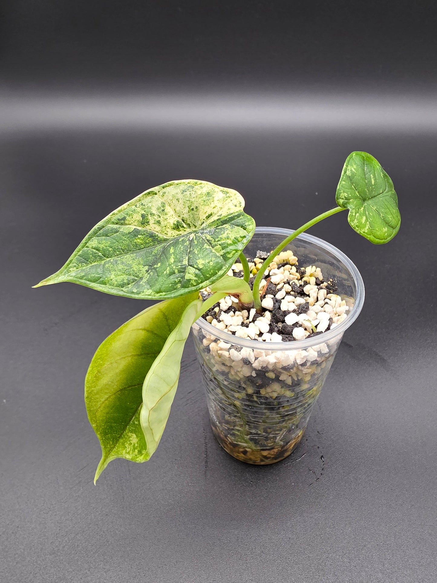 Alocasia Baginda Dragon Scale Mint Variegated