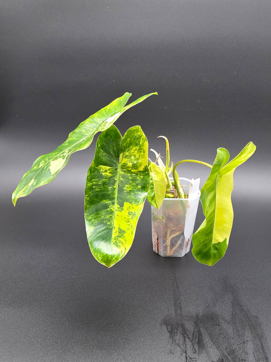 💛 Philodendron Burle Marx Variegated – Rare Yellow Variegated Climber