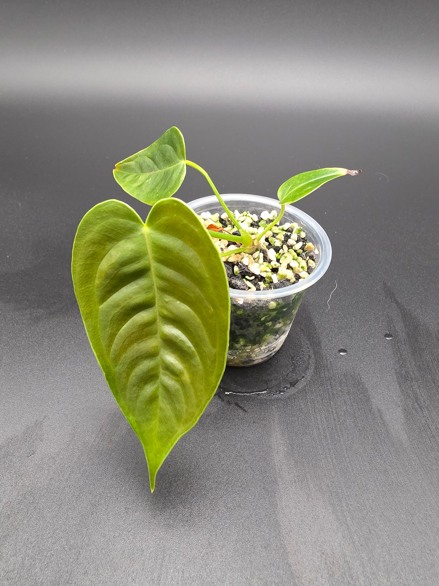 Anthurium Veitchii – “King Anthurium” with Long Ribbed Pendant Leaves