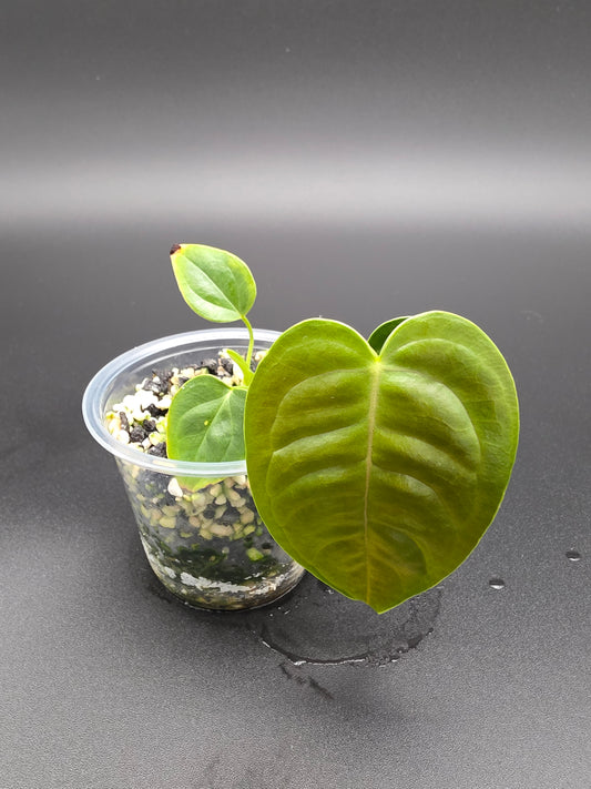 👑 Anthurium Veitchii – “King Anthurium” with Long Ribbed Pendant Leaves