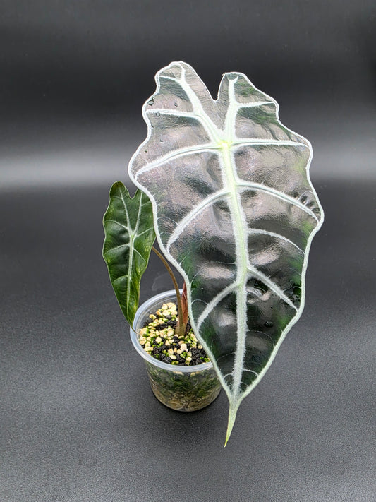 🌿 Alocasia Polly – Easy-Care Shield Alocasia with Bold Veining