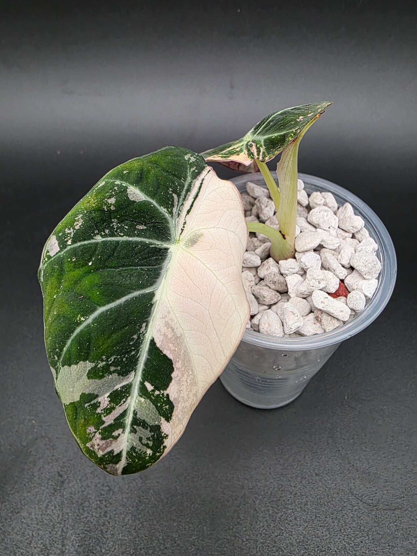 Alocasia Pink Black Velvet – Rare Variegated Jewel Alocasia (Exact Pup Listed)