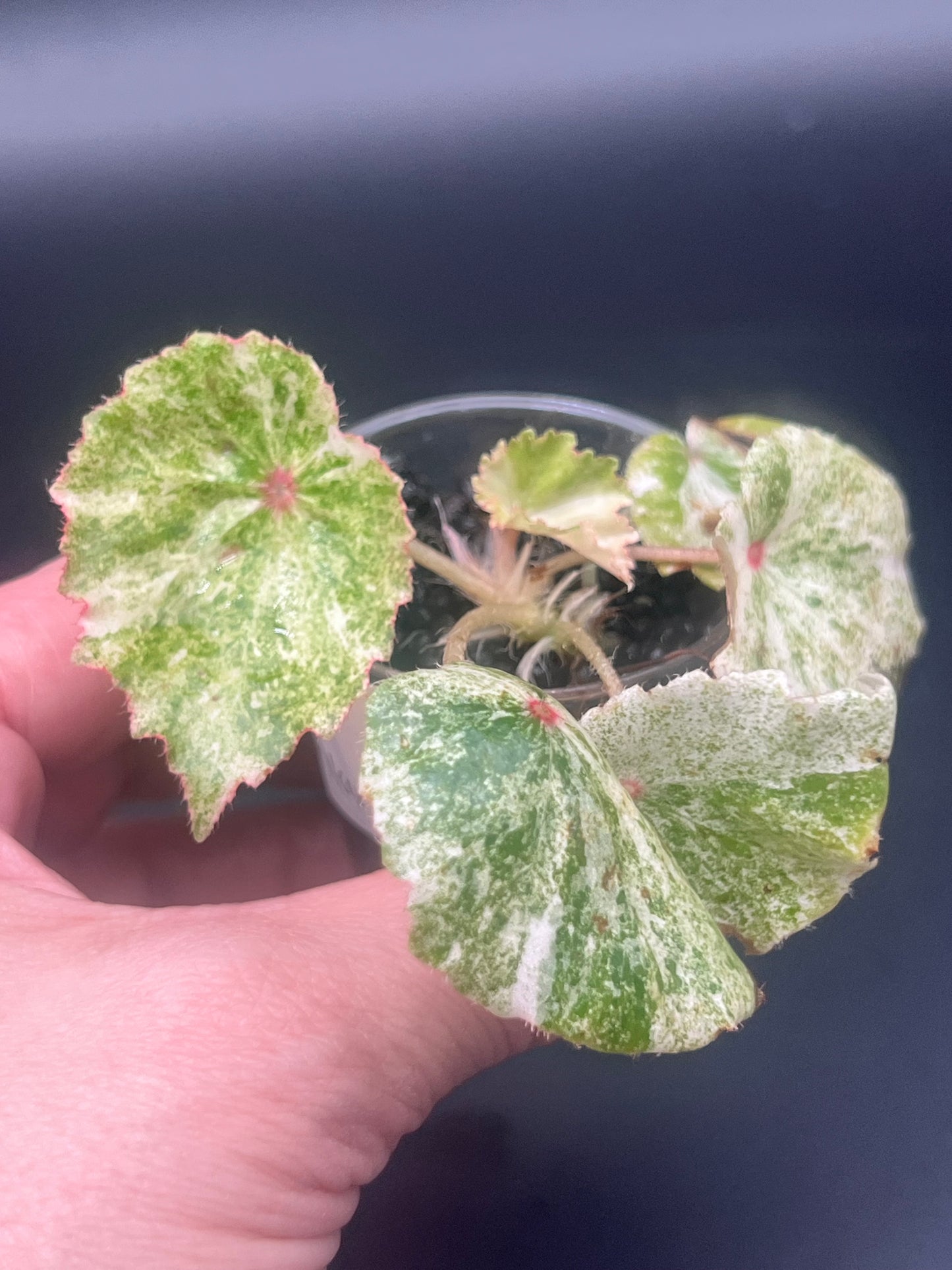 Begonia Rouge Variegated