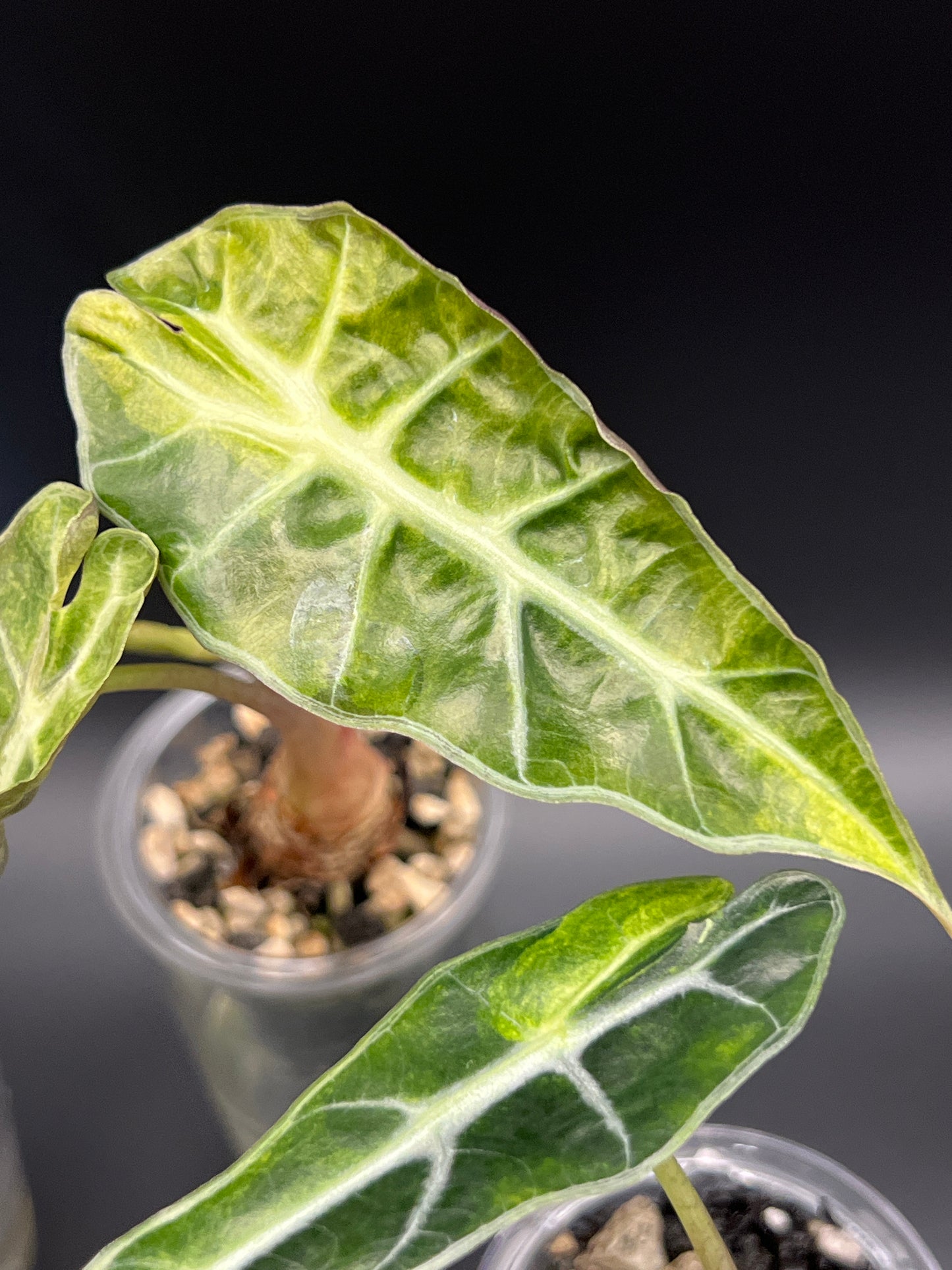 Alocasia Polly Aurea -Pup Growers Choice