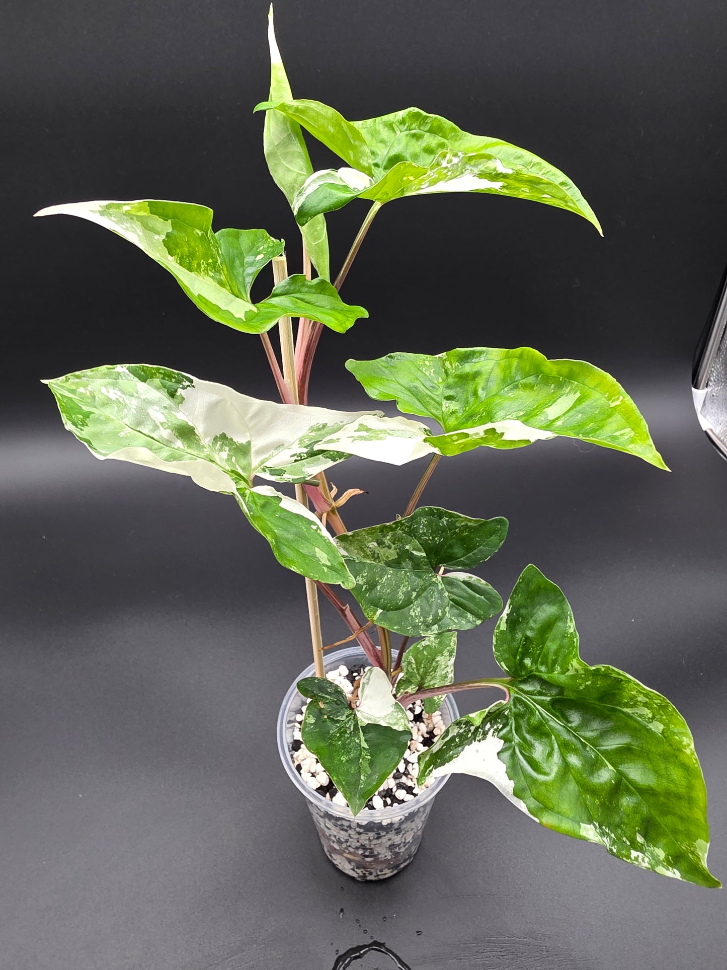 🤍 Syngonium Podophyllum Albo Variegatum – Rare White Variegated Arrowhead Plant