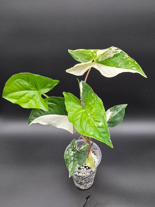 🤍 Syngonium Podophyllum Albo Variegatum – Rare White Variegated Arrowhead Plant