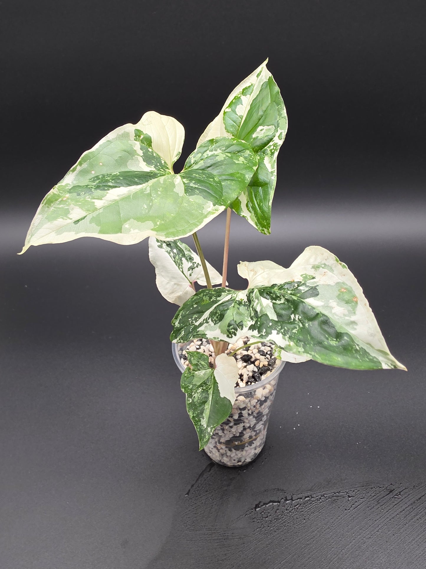 🤍 Syngonium Podophyllum Albo Variegatum – Rare White Variegated Arrowhead Plant