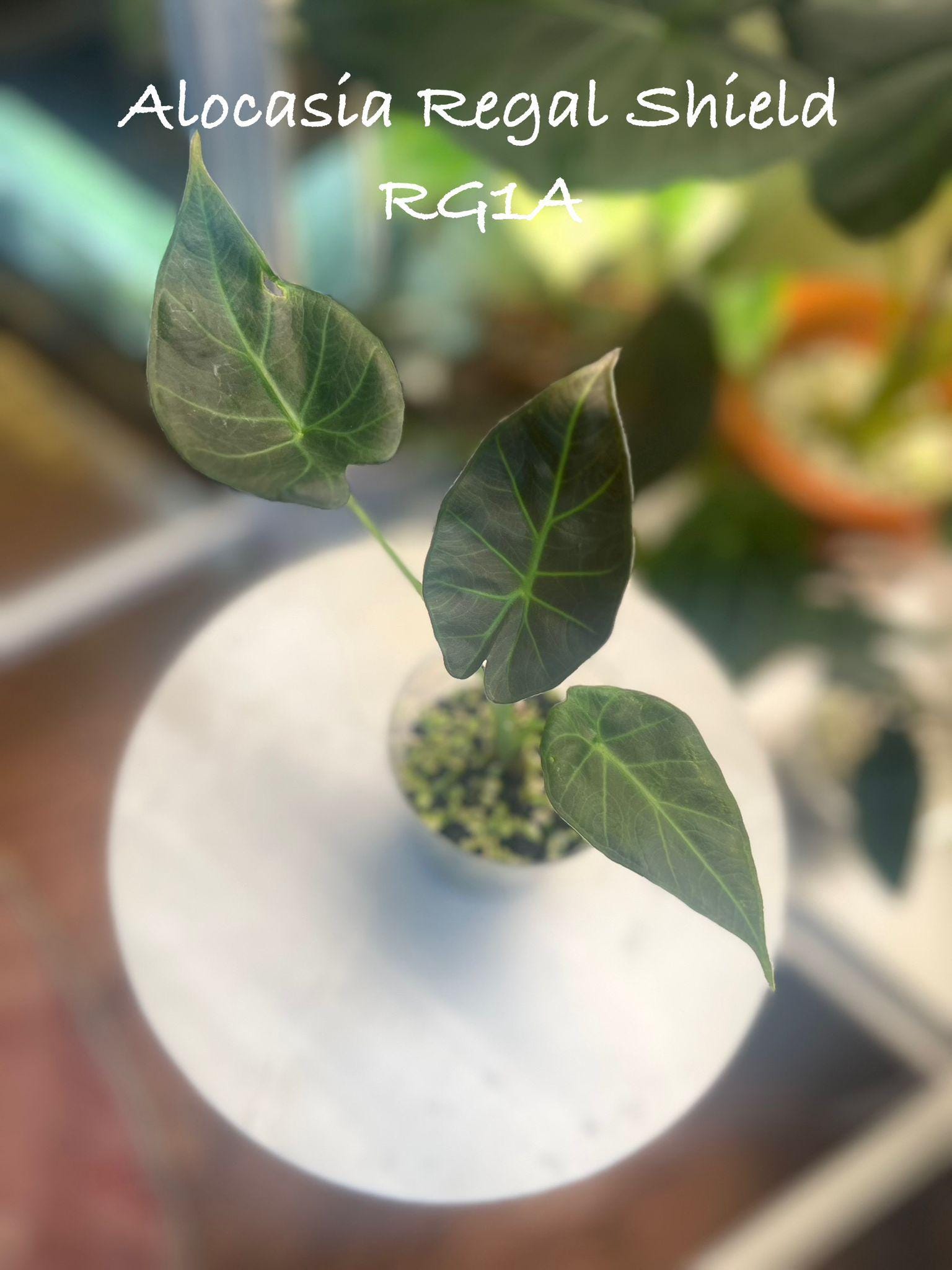 Alocasia Regal Shield
