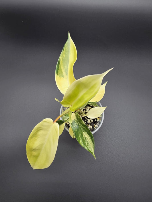Philodendron Florida Beauty - Variegated