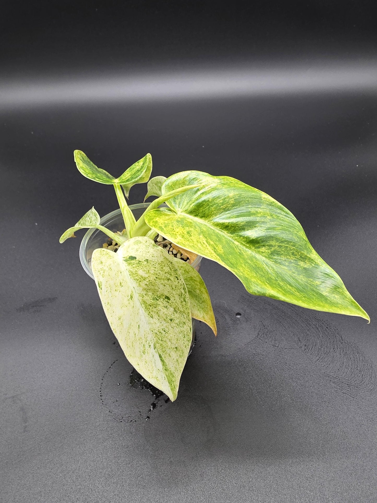 Philodendron Giganteum Blizzard Variegated