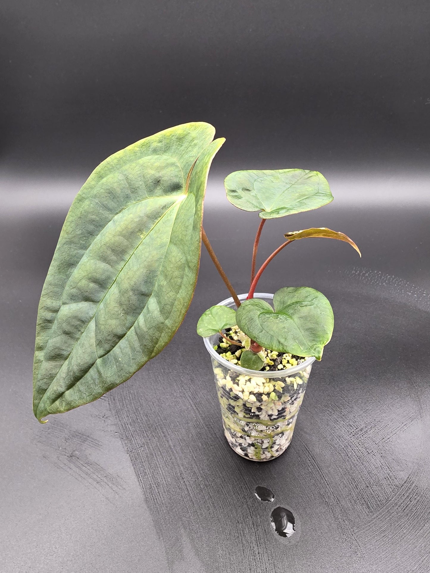 Anthurium Papillilaminum - Red Stem Import - Rare