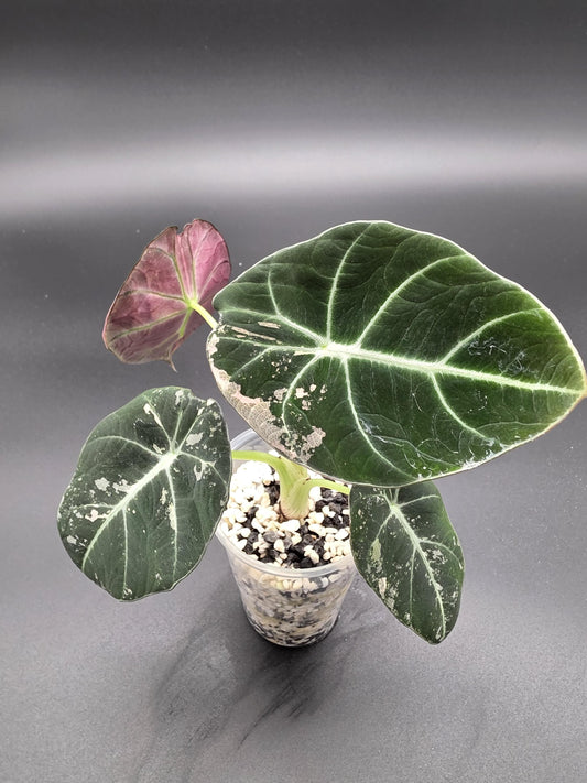 Alocasia Pink Black Velvet Variegated  |  Rare Collector Plant