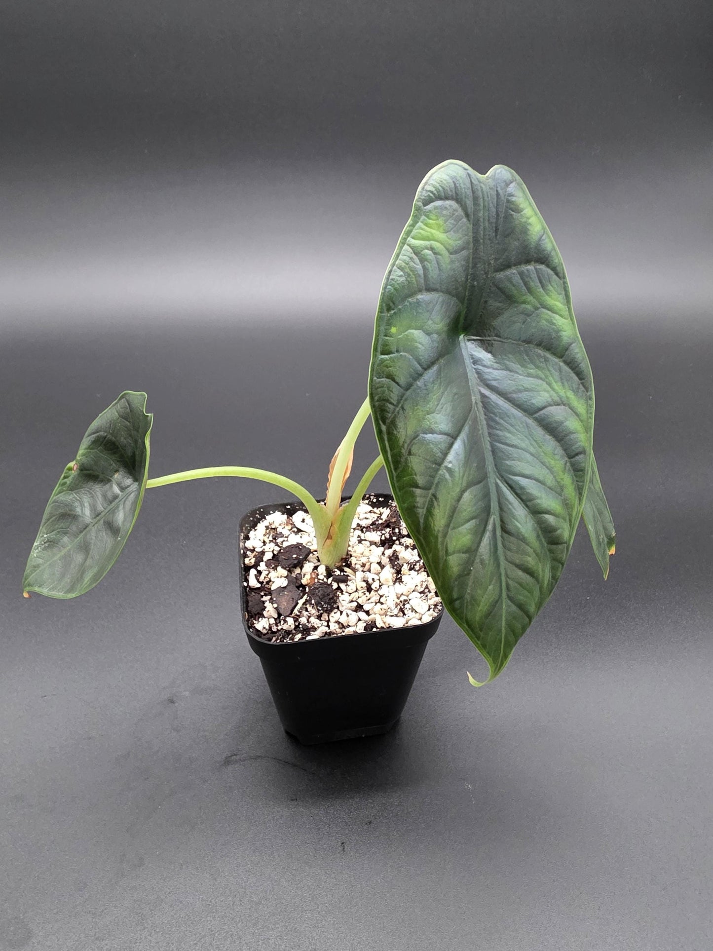 Alocasia Green Unicorn - Rare Tropical Elephant Ear Houseplant - Collectors Aroid with Glossy Green Leaves