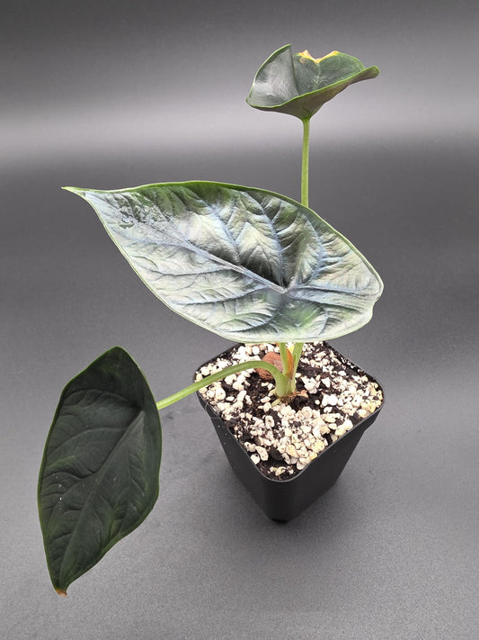 Alocasia Green Unicorn - Rare Tropical Elephant Ear Houseplant - Collectors Aroid with Glossy Green Leaves
