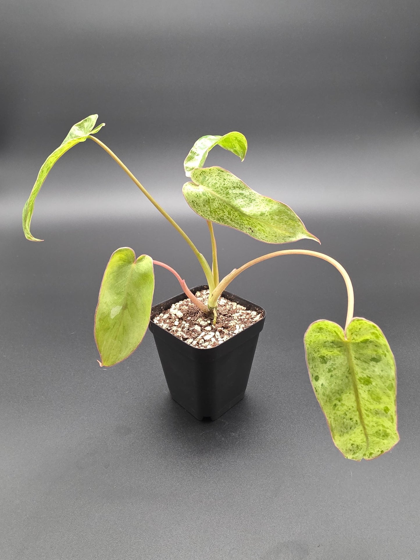 Philodendron Paraiso Verde | Rare Variegated Tropical Houseplant | Collector Aroid with Green Marbled Leaves