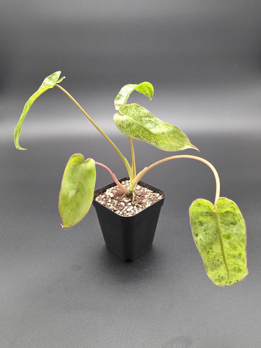 Philodendron Paraiso Verde | Rare Variegated Tropical Houseplant | Collector Aroid with Green Marbled Leaves