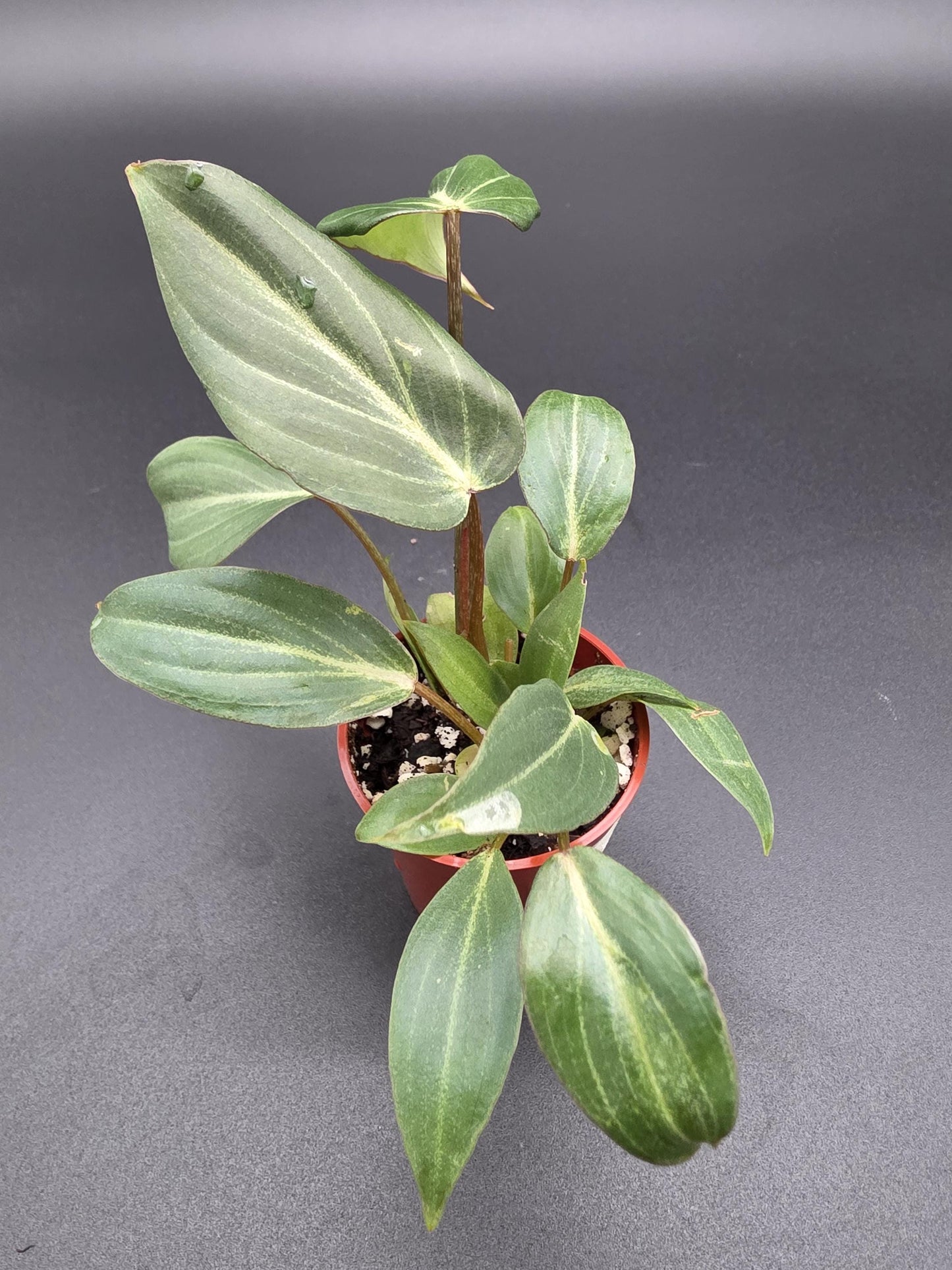 Philodendron Gloriosum Dark Form | Rare Crawling Aroid with Velvety Deep Green Leaves & White Veins | Tropical Houseplant