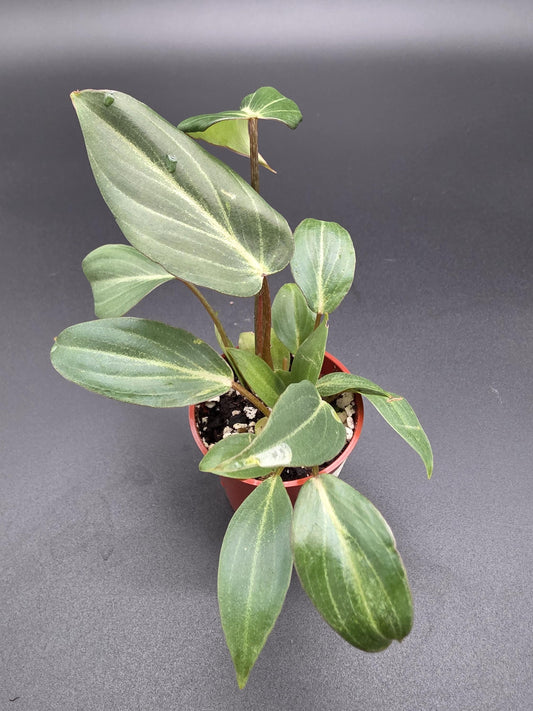 Philodendron Gloriosum Dark Form | Rare Crawling Aroid with Velvety Deep Green Leaves & White Veins | Tropical Houseplant