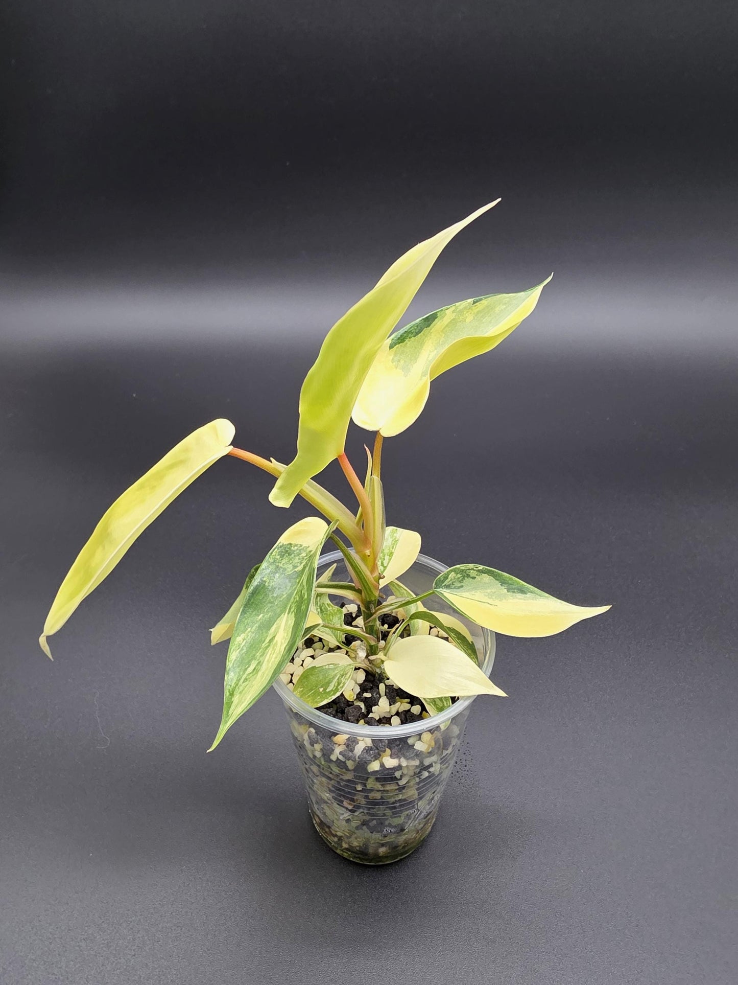 Philodendron Florida Beauty - Variegated