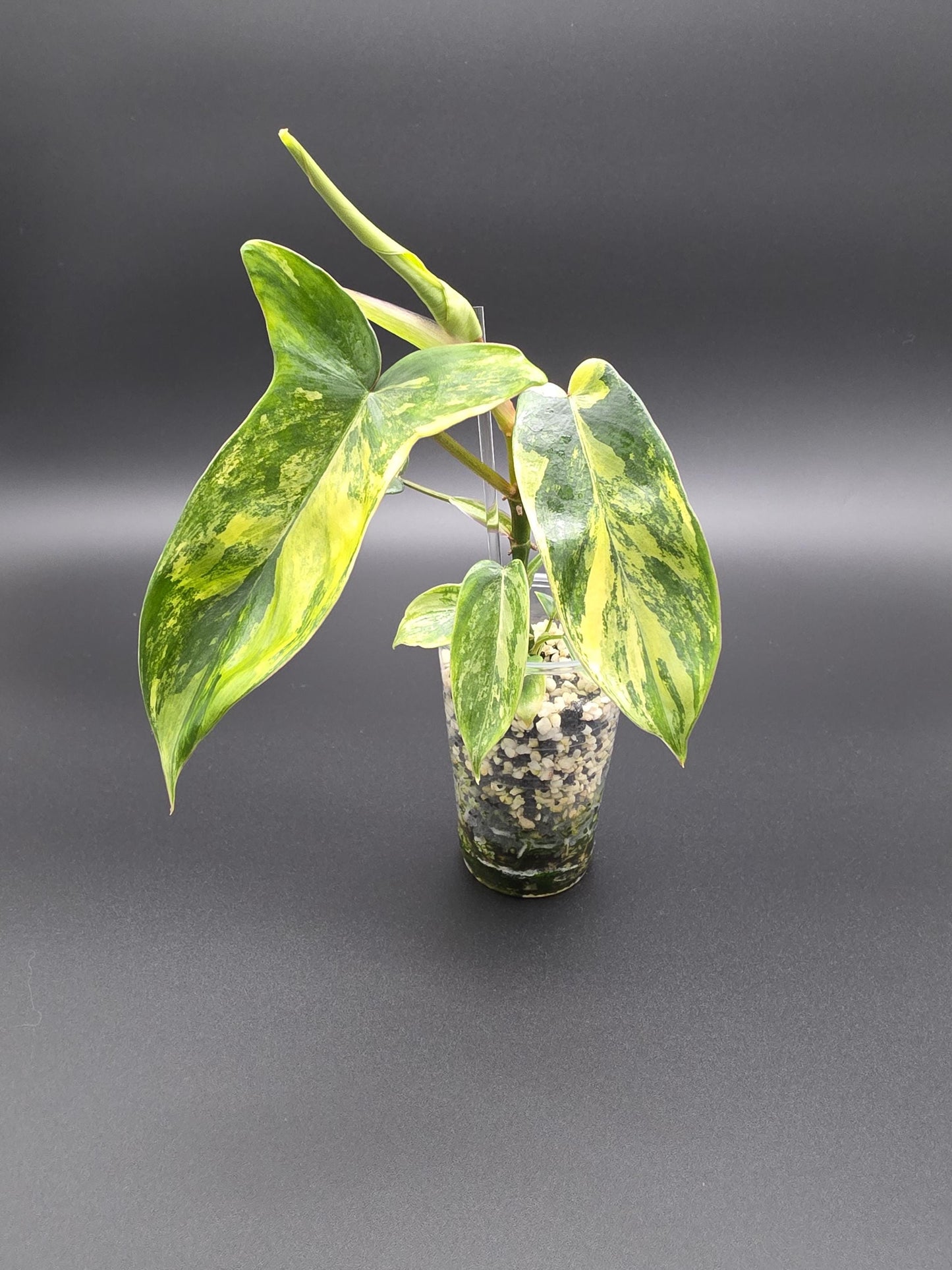 Philodendron Florida Beauty - Variegated