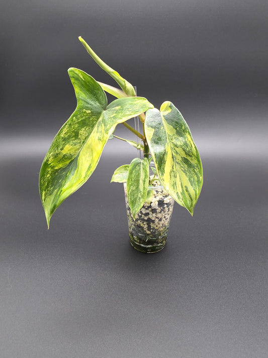 Philodendron Florida Beauty - Variegated