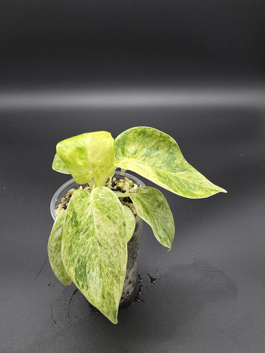 Philodendron Giganteum Blizzard Variegated