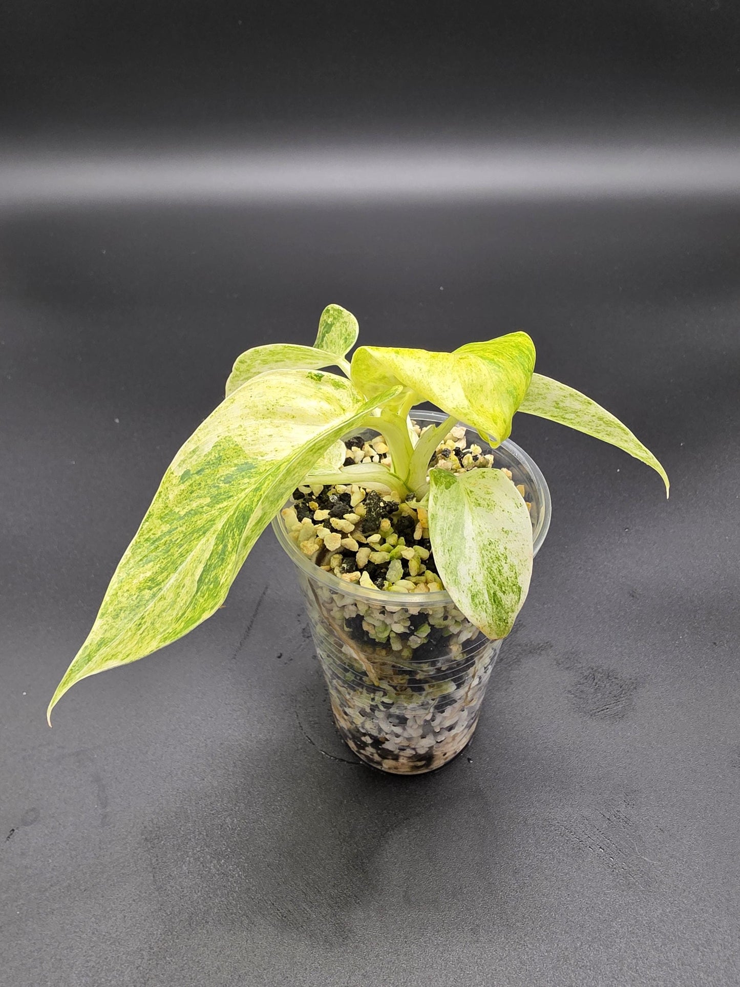 Philodendron Giganteum Blizzard Variegated