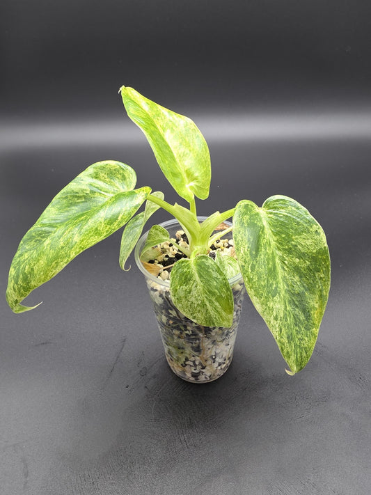 Philodendron Giganteum Blizzard Variegated