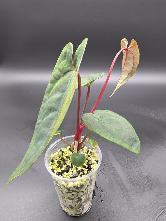Anthurium Papillilaminum - Red Stem Import - Rare