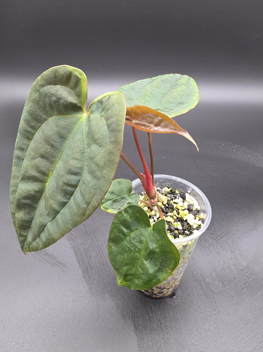 Anthurium Papillilaminum - Red Stem Import - Rare