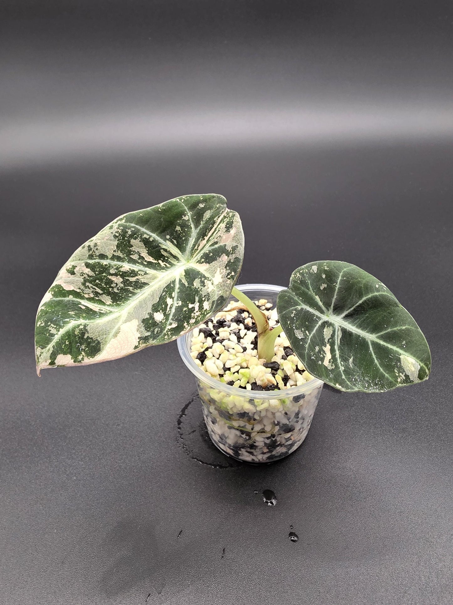 Alocasia Pink Black Velvet Variegated  |  Rare Collector Plant