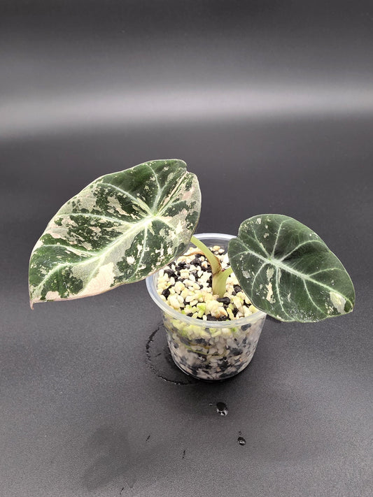 Alocasia Pink Black Velvet Variegated  |  Rare Collector Plant