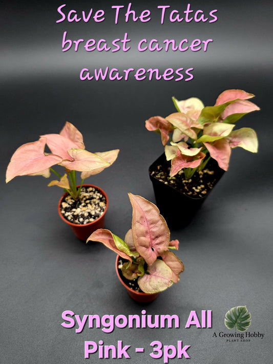 Syngonium All Pink - Breast Cancer Awareness Bundle
