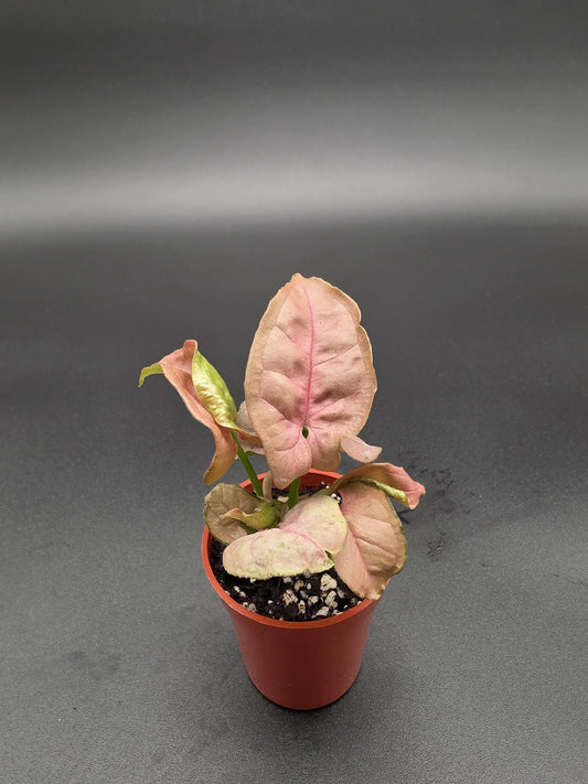Syngonium All Pink - Breast Cancer Awareness Bundle