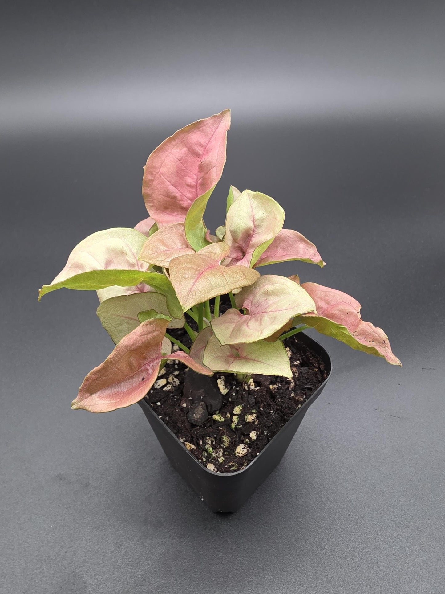 Syngonium All Pink - Breast Cancer Awareness Bundle