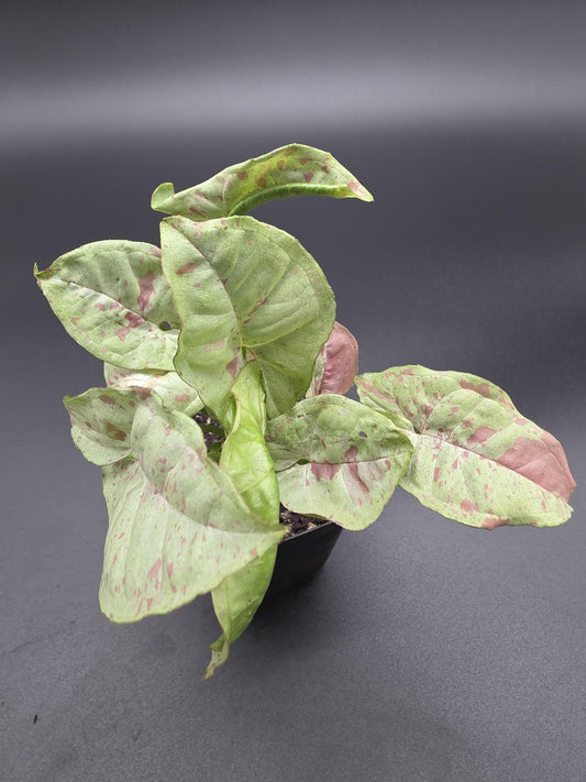Syngonium Milk Confetti - rare variegated plant