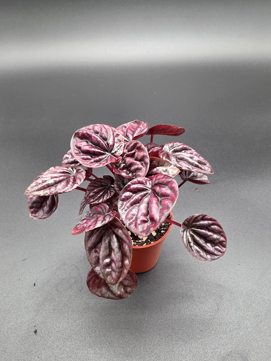 Peperomia Red Beauty | Rare Compact Houseplant with Deep Red & Green Leaves | Easy Care Indoor Plant Gift