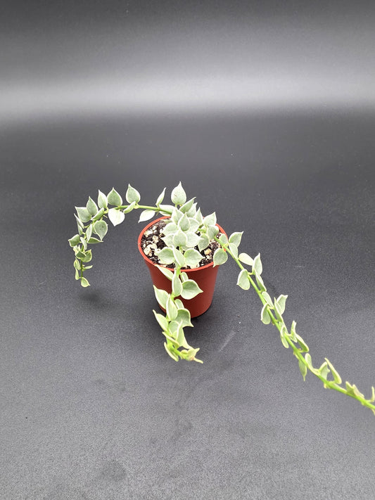💚 Dischidia Million Hearts Variegated – Rare Trailing Indoor Plant