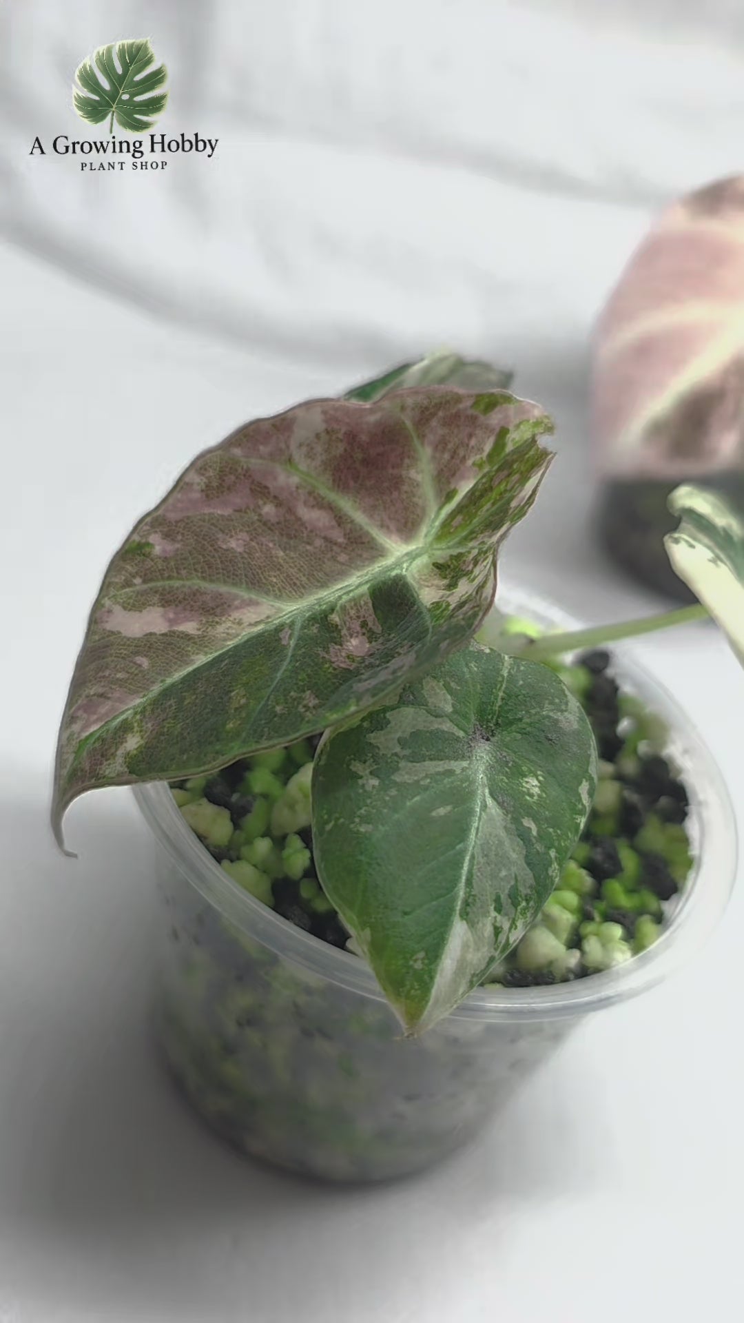 Alocasia Pink Black Velvet Variegated | Rare Collector Plant