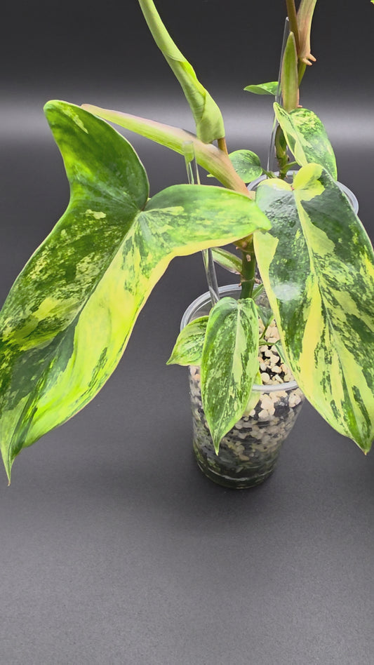 Philodendron ‘Florida Beauty’ – Variegated
