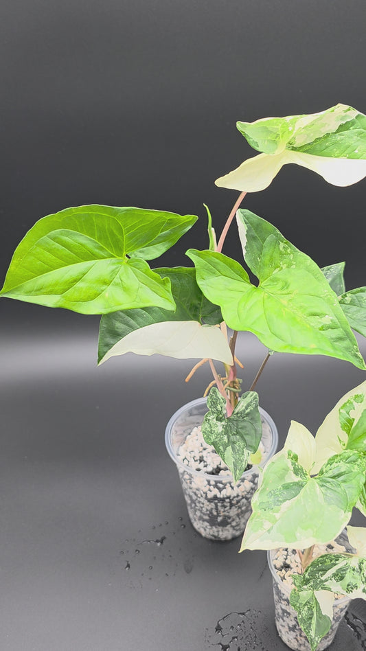 🤍 Syngonium Podophyllum Albo Variegatum – Rare White Variegated Arrowhead Plant