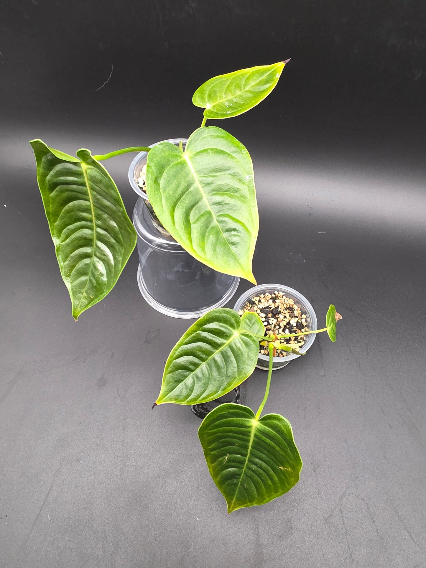 Anthurium Veitchii Small King Anthurium Starter Plant